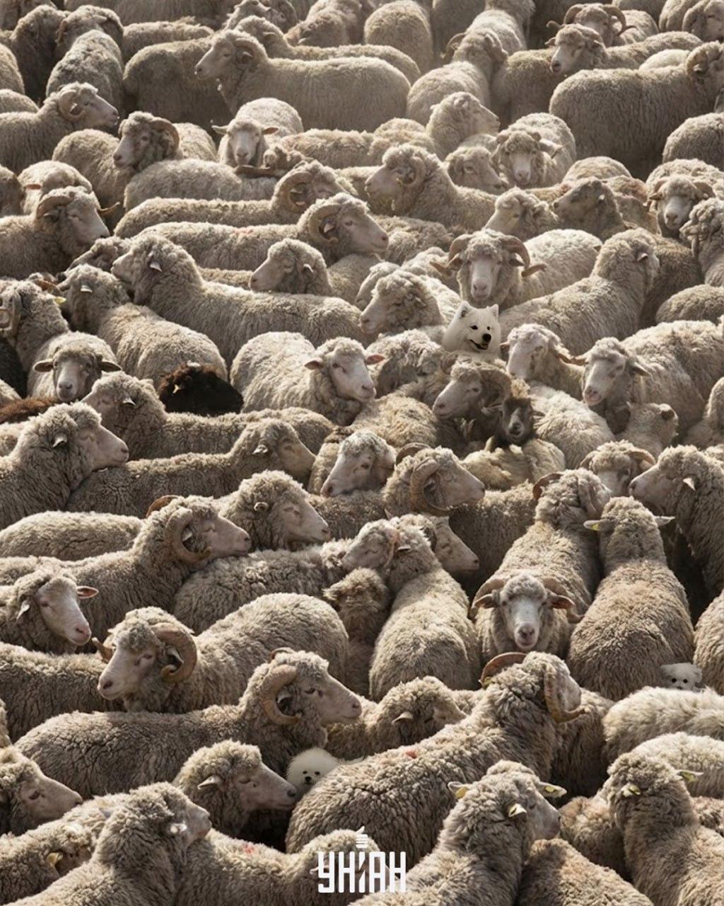 Μόνο ένας στους 100 μπορεί να βρει όλα τα σκυλιά στην εικόνα σε 12 δευτερόλεπτα: ένα δύσκολο παιχνίδι παζλ