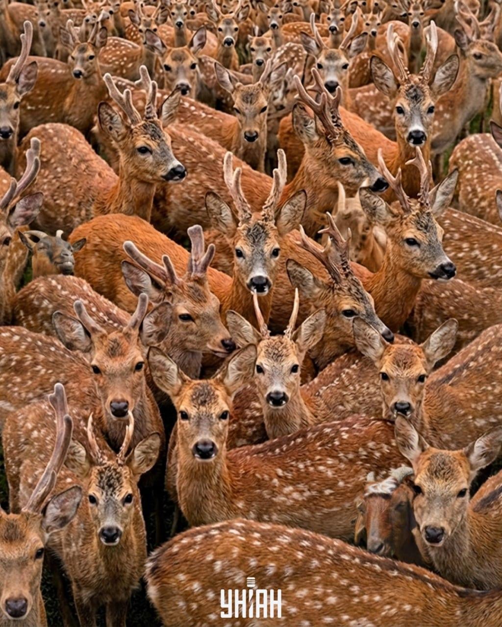 Πρέπει να βρείτε τρεις κατσίκες ανάμεσα σε ταράνδους σε 11 δευτερόλεπτα: μια πολύ σύνθετη οπτική ψευδαίσθηση