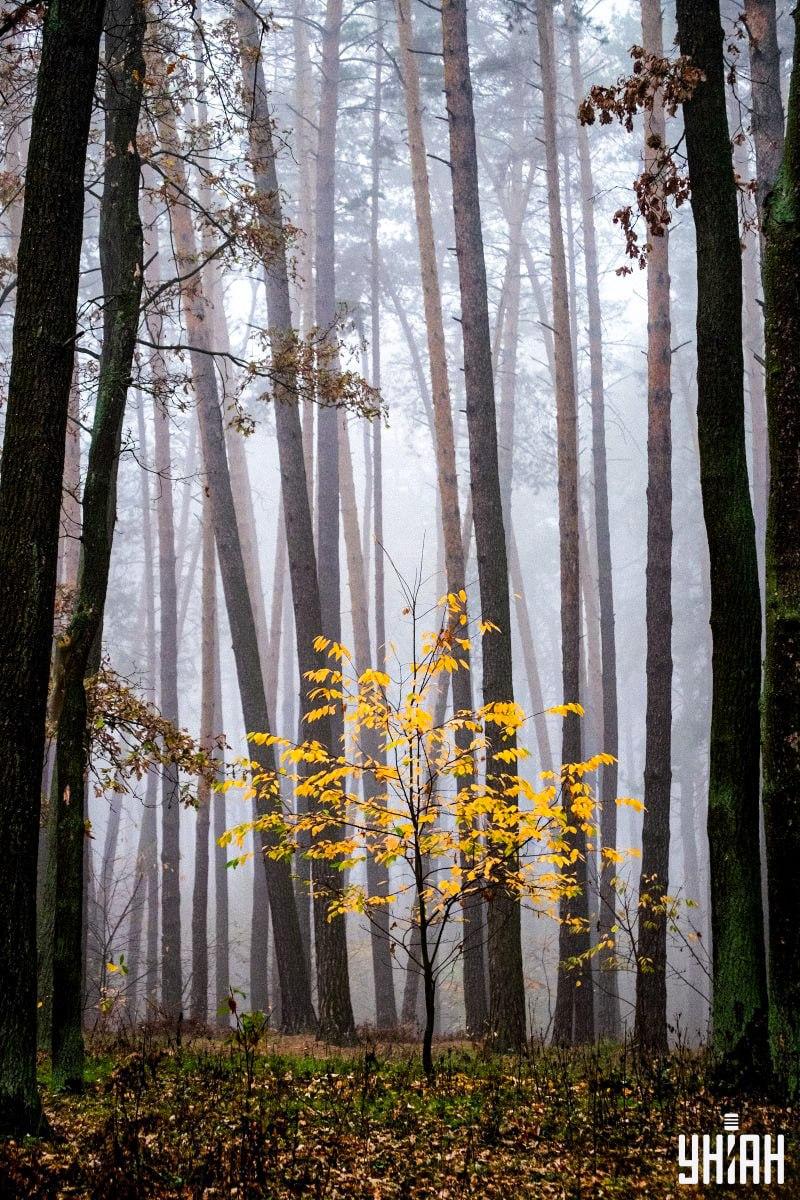 Μόνο το 2% των ανθρώπων μπορεί να βρει έναν σκίουρο στο δάσος σε 12 δευτερόλεπτα: μια εκπληκτική οπτική ψευδαίσθηση