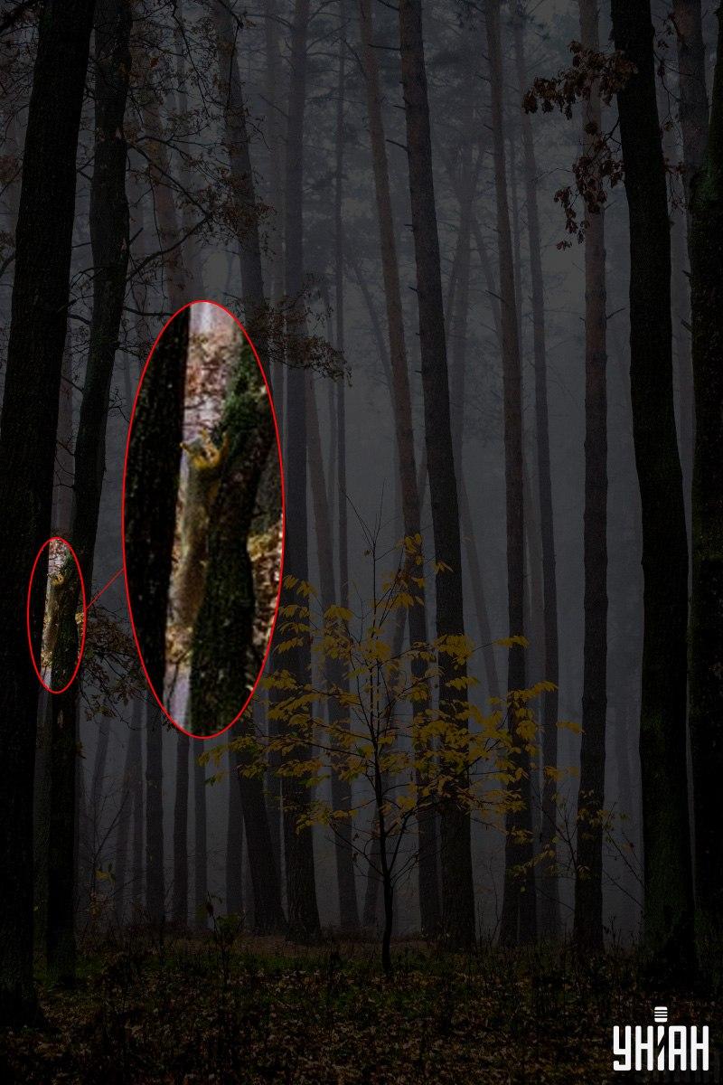 Μόνο το 2% των ανθρώπων μπορεί να βρει έναν σκίουρο στο δάσος σε 12 δευτερόλεπτα: μια εκπληκτική οπτική ψευδαίσθηση