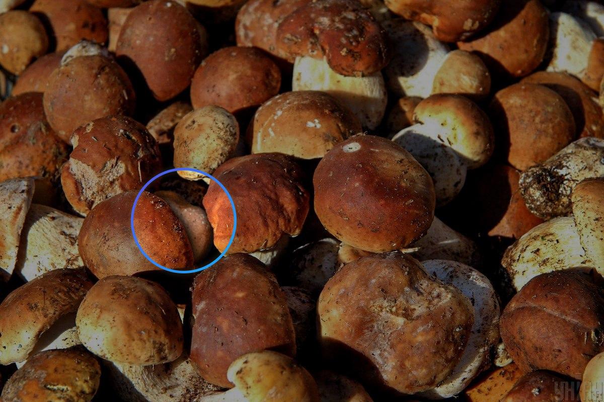 Η πέτρα βρισκόταν σχεδόν στο κέντρο της οπτικής ψευδαίσθησης / Κολάζ Moje