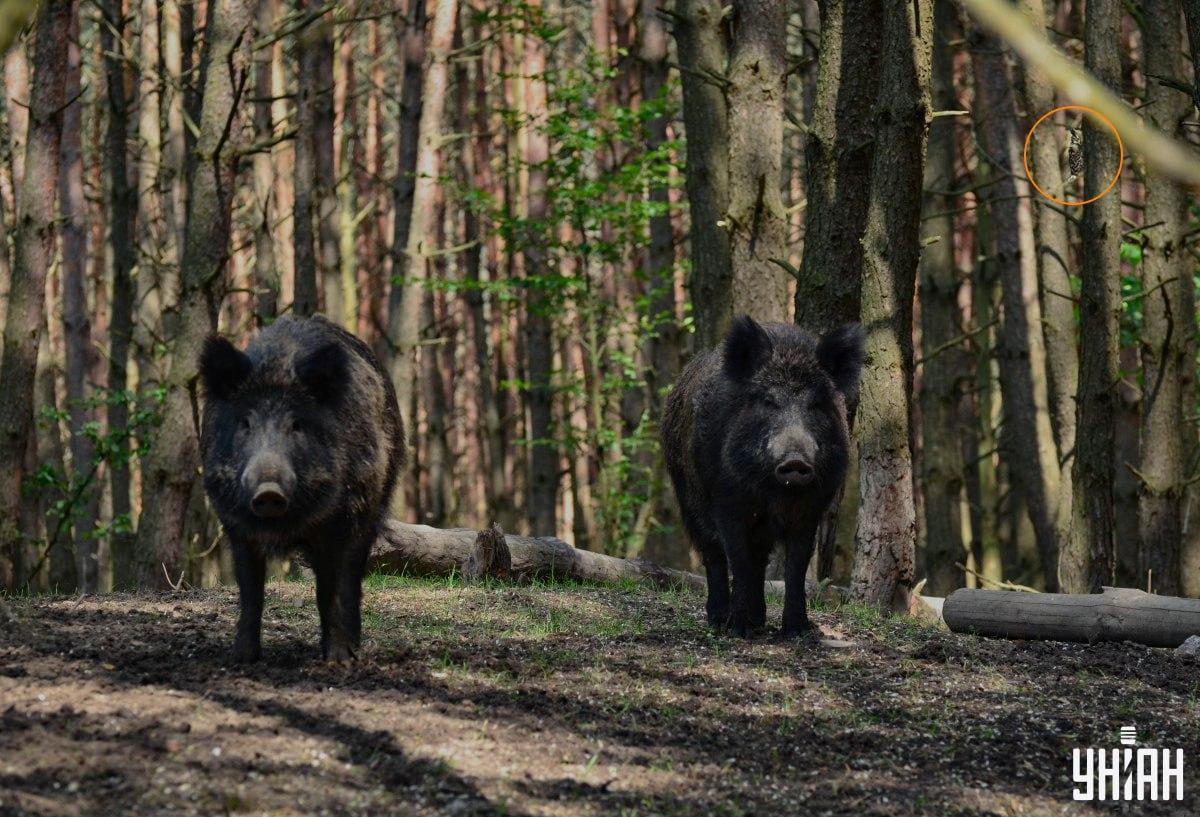 Κουκουβάγια 